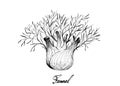 Hand Drawn of Fennel Bulb on White Background
