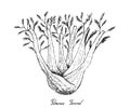 Hand Drawn of Fennel Bulb on White Background