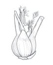 Hand drawn fennel over white background