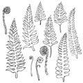 Hand drawn fern. Vector sketch illustration