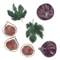 Hand drawn figs and fig leaves