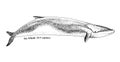 Hand drawn fin whale illustration Royalty Free Stock Photo