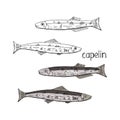 Hand drawn fish capelin black and white and color