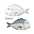 Hand drawn fish dorado black and white and color