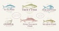 Hand drawn fish and seafood labels set in retro style. Vector logo templates. Labels can be use for restaurant menu fish Royalty Free Stock Photo