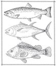 Hand drawn fish Royalty Free Stock Photo