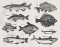 Hand drawn fish. Sketch pike, carp, zander, flounder, ruffe, bream, capelin, trout, mackerel