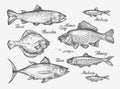 Hand drawn fish. Sketch trout, carp, tuna, herring, flounder, anchovy. Vector illustration Royalty Free Stock Photo