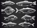 Hand drawn fish. Sketch various fish salmon and carp, mackerel, tuna, flounder, anchovy, gastronomy fishes on black