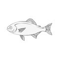 Hand drawn fish sketch vector illustration simple black and white outline Royalty Free Stock Photo