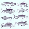 Hand drawn fishes. Restaurant menu seafood, salmon, tuna and mackerel sketch vector isolated elements