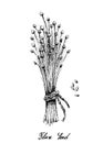 Hand Drawn of Flax Seed or Linum Usitatissimum