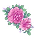 Hand Drawn Floral Arrangement with Pink Roses Royalty Free Stock Photo