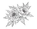 Hand Drawn Floral Bunch with Peony Flowers and Leaves Royalty Free Stock Photo