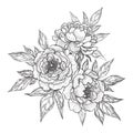 Hand Drawn Floral Bunch with Peony Flowers  and Leaves Royalty Free Stock Photo