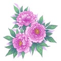 Hand Drawn Floral Bunch with Peony Flowers  and Leaves Royalty Free Stock Photo