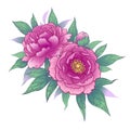 Hand Drawn Floral Bunch with Pink Peony Flowers Royalty Free Stock Photo
