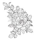 Hand Drawn Floral Bunch with Roses, Buds and Leaves Royalty Free Stock Photo