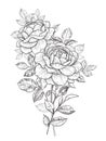 Hand Drawn Floral Bunch with Roses and Leaves Royalty Free Stock Photo