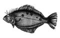 Hand drawn flounder flatfish grayscale