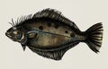 Hand drawn flounder flatfish isolated