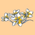 Hand drawn flower botanical drawing of frangipani isolated on bright background Royalty Free Stock Photo