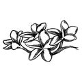 Hand drawn flower botanical drawing of frangipani isolated on white background Royalty Free Stock Photo