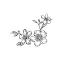 Hand drawn flower branch, monochrome floral design element vector Illustration Royalty Free Stock Photo