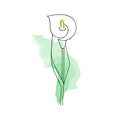 Hand-drawn flower, calla lily. Simple botanical sketch, line, floral drawing, minimalism. Doodle style with imitation watercolor`