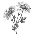 Hand drawn flower camomile. Isolated on white background Royalty Free Stock Photo