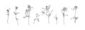 Hand drawn flower collection. Set of clovers outlines. Black plants sketch vector on white background. Herb wildflower decorative Royalty Free Stock Photo