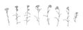 Hand drawn flower collection. Set of yarrow outlines. Black plants sketch vector on white background. Herb wildflower decorative Royalty Free Stock Photo