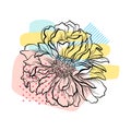 Hand drawn flower with colorful abstract backdrop. Beautiful flowering peony. Linear vector design