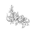 hand drawn flower illustration