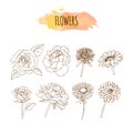 Hand Drawn Flower Set. Floral Illustration. Royalty Free Stock Photo