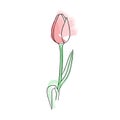 Hand-drawn flower, tulip. Simple botanical sketch, line, floral drawing, minimalism.Doodle style with imitation watercolor`s brus