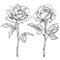 Hand drawn flowering roses. Flower set. Vector illustration Royalty Free Stock Photo