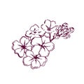 Hand drawn flowers cherry blossom vector illustration. Cartoon sakura branch isolated on white.