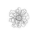 Hand drawn flowers collection Royalty Free Stock Photo