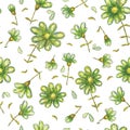 Hand drawn flowers seamless pattern, watercolor pencil, green daisies, wild flowers, botanical painting, flowers drawing, floral p Royalty Free Stock Photo