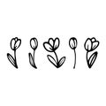 Hand-drawn flowers. Vector tulip in doodle style. Botanical set for gift-cards, web, wedding invitation. Isolated Royalty Free Stock Photo