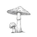 Hand Drawn Fly Agaric Psychedelic Mushrooms Abstract Illustration. Amanita Fungus Group Engraved Vector Drawing
