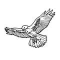 Hand drawn flying Hawk outline sketch Royalty Free Stock Photo