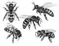 Hand Drawn Flying and Sitting Bees