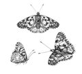 Hand Drawn Flying and Sitting Monochrome Butterflies