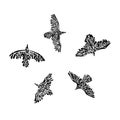 Hand drawn flying wild birds drawn by ink. Decorative vector illustration. Sketch style black isolated on white background Royalty Free Stock Photo