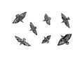 Hand drawn flying wild birds set drawn by ink. Decorative vector illustration. Sketch style black isolated on white background Royalty Free Stock Photo