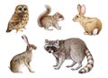 Hand drawn forest animals set. Realistic raccoon, squirrel, bunny, rabbit, owl illustrations. Wildlife forest and park