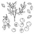 Bilberry, huckleberry.  Vector sketch illustration Royalty Free Stock Photo