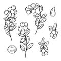 Hand drawn Cowberry. Vector sketch illustration
